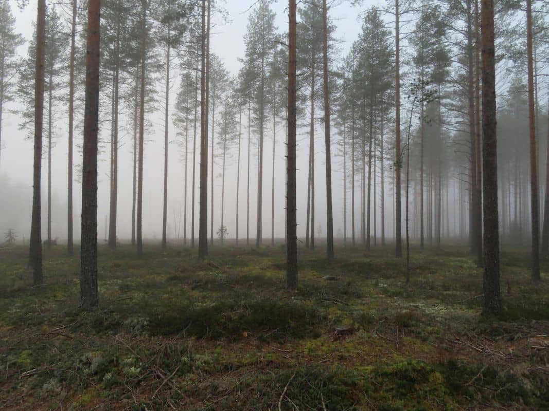 Sumuinen mäntymetsä aamulla